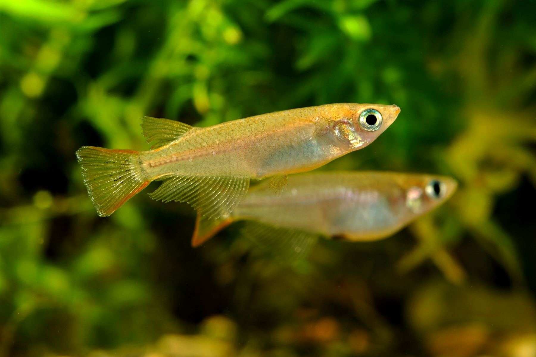 aquarium-gdf6d51c7b_1920